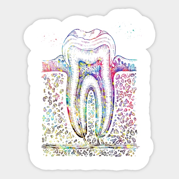 Tooth diagram Sticker by erzebeth